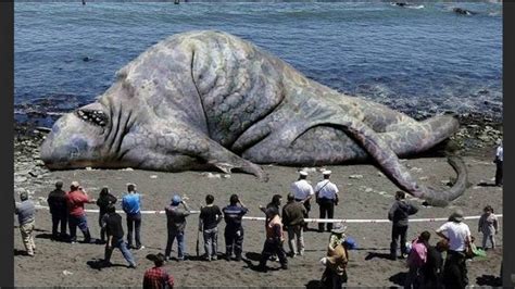 qual o maior animal do mundo